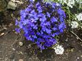 Lobelia Erinus